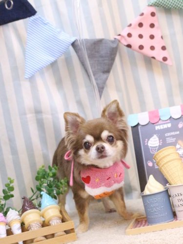 20250508さくらちゃん